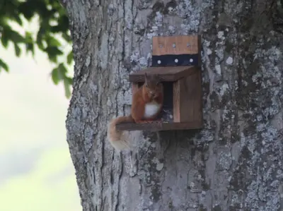 a squirrel sitting in a bird house on a tree at Lane Head Farm Country Guest House in Troutbeck