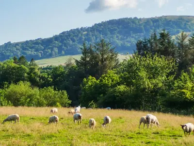 a herd of sheep grazing in a field at Melfell View - Uk50086 in Penruddock