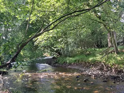 a painting of a stream in a wooded area at Shepherd's Hut Harmony at A Therapeutic Space in Moniaive