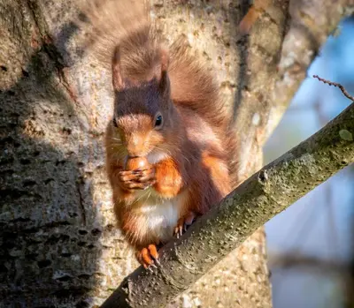 a red squirrel sitting on the side of a tree at Lowthwaite B&B in Watermillock