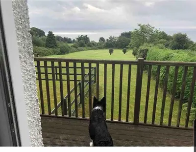 a black dog sitting on a balcony looking out at a field at Spacious holiday home with stunning sea views in Whiting Bay