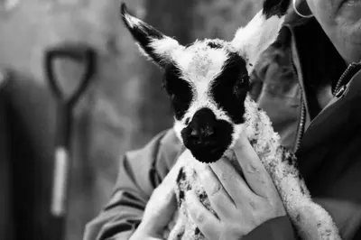 a woman holding a baby goat in her hands at Amazing Sunsets and Sea Views - Lodge Cabin Farm Stay - Caol Ila - Lodge 8 in Stranraer