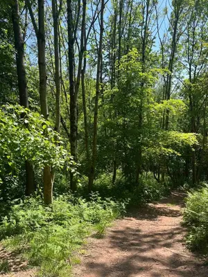a dirt road in a wooded area with trees at Ty Cwtch Cabin - secluded woodland cabin & covered hot tub in Moffat