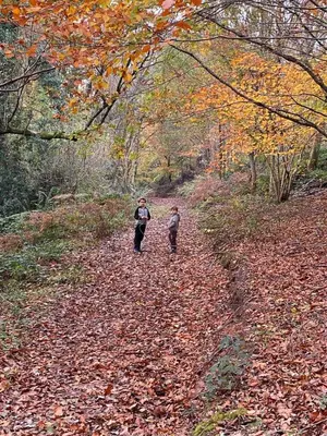 two people walking down a leaf covered path at Ty Cwtch Cabin - secluded woodland cabin & covered hot tub in Moffat