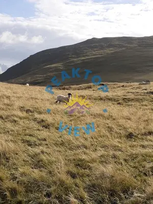 a dog is standing in a field with a kite at Peaktop View, Winscales, near Cockermouth Cumbria in Winscales