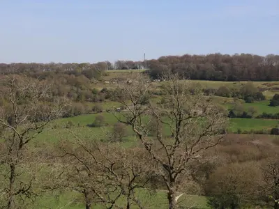 a tree in the middle of a field with trees at Woodlea Cottage in Moffat