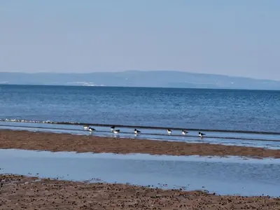 a group of birds walking on the beach at Seaview Retreat in Troon