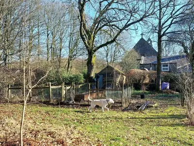 a white dog standing in a field near a fence at The Coach House- Canonbie in Canonbie