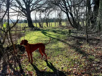 a brown dog standing in the grass near trees at The Coach House- Canonbie in Canonbie
