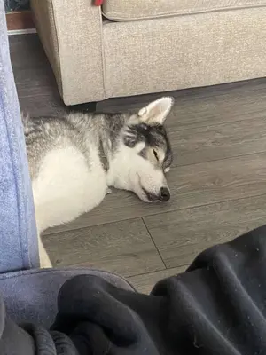 a dog laying on the floor next to a couch at Room with a view in Irvine