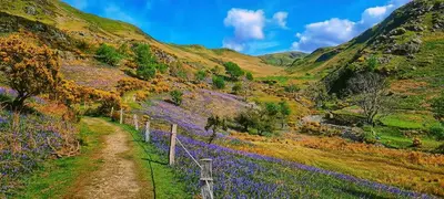a field of purple flowers on a hill with a fence at Feather Bed Cottage - Dog Friendly Lakeland Retreat with Log Burner & Garden