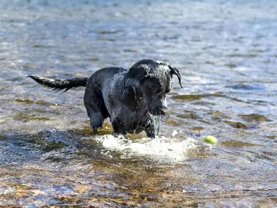 a black dog running through the water with a ball at 2 Bed in Cockermouth oc-sz431 in Bassenthwaite Lake