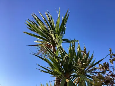 a palm tree with a blue sky in the background at Seascape - a Luxury Retreat on the Sea in Moffat