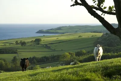 two cows are standing on a grassy hill at Orroland Holiday Cottages in Dundrennan
