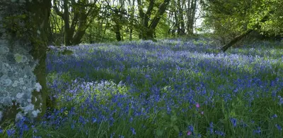 a field of bluebonnets in the woods with trees at Orroland Holiday Cottages in Dundrennan