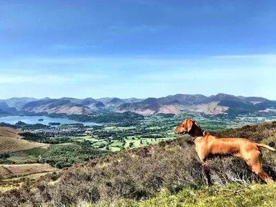 a brown dog standing on top of a hill at Cosy Cottage on edge of Lake District in Little Broughton