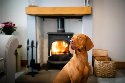a brown dog sitting in front of a fireplace at Cosy Cottage on edge of Lake District in Little Broughton