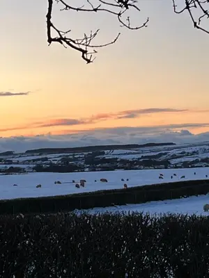 a herd of sheep grazing in a snow covered field at West Cumbria static caravan in Workington