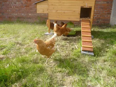 two chickens standing in the grass next to a chicken coop at Turret, Irthington on Hadrians Wall in Irthington