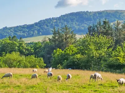 a herd of sheep grazing in a field at Blencathra View - Uk50085 in Penruddock