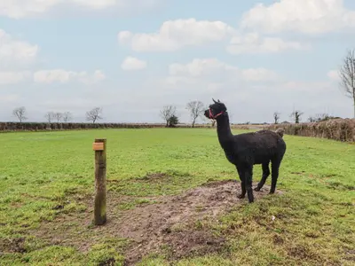 a black llama standing in a field next to a pole at The Nook in Wigton