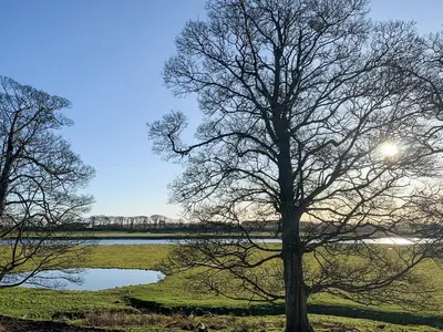 a tree standing in front of a lake at Solway Marsh View - Uk1553 in Rockcliffe
