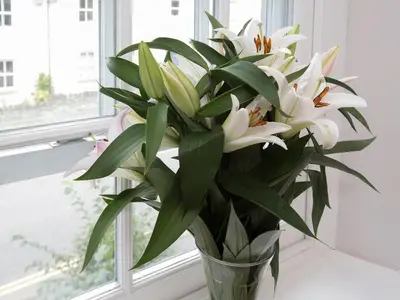 a vase filled with white flowers in a window at 22 Rose Terrace in Keswick