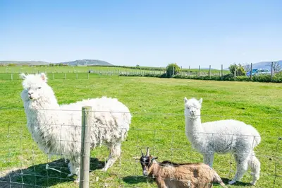 three sheep and a goat in a field behind a fence at 1 Bed in Isel oc-b32075 in Sunderland