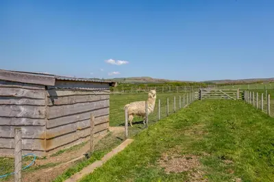 a sheep standing in a field next to a fence at 2 Bed in Isel oc-s32076 in Sunderland