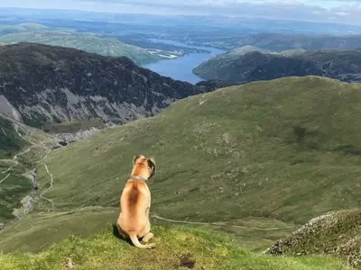 a dog sitting on top of a hill looking at a valley at 51 Brisco Mount 3 bedroom house in Woodend