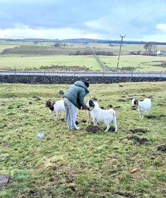 a person standing in a field with three sheep at Pennygael in Lanark