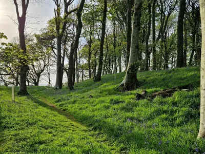 a path in a field with trees and grass at Bankswood Cottage in Ruthwell