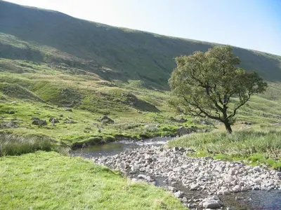 a tree on a hill next to a river at Hearthstanes Steading in Polmood