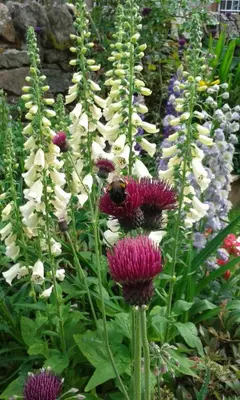 a bunch of flowers with a bumble bee on them at Beech House in Greystoke