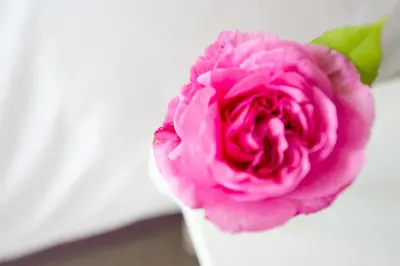 a pink rose in a white vase at The Mount self-catering in Portinscale