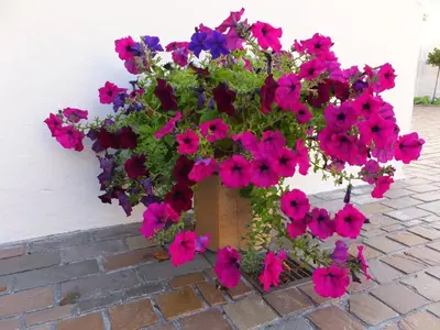 a pot of pink and purple flowers on a wall at Inverlea Guest House in Ayr