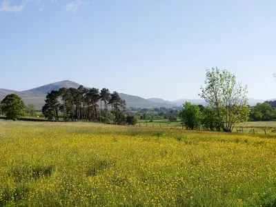 a field of yellow flowers and trees in a field at Blencathra in Mungrisdale