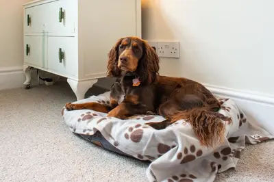 a dog laying on a dog bed in a room at The Mount B&B in Keswick