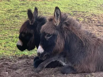 two donkeys laying on the ground in a field at Sandhill House in Troon
