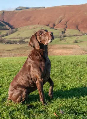 a brown dog sitting in a field of grass at Bannerdale in Penrith