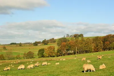 a herd of sheep grazing in a grassy field at Howe Top in Mungrisdale