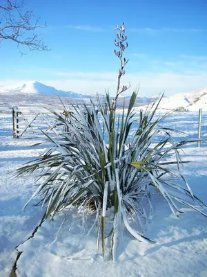 a plant in the snow with mountains in the background at Howe Top in Mungrisdale