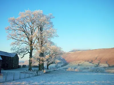 a tree standing next to a fence in a field at Howe End in Mungrisdale