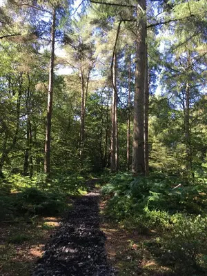 a path in the woods with trees and grass at Broomhills Farm River Eco Pods in Carlisle