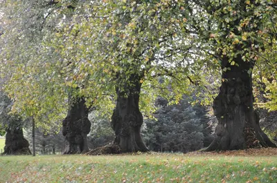 a group of three trees in a field at Carnell Country Estate & Holiday Cottages in Ayrshire in Hurlford