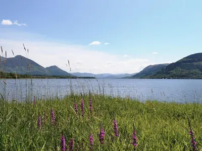 a field of grass with purple flowers in front of a lake at Cosy Cottage in Allonby