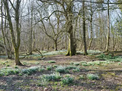a wooded area with trees and flowers in a field at Laundry Cottage in Uldale