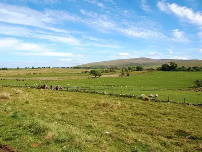 a herd of sheep in a field with a fence at Greenrigg Cottage in Caldbeck