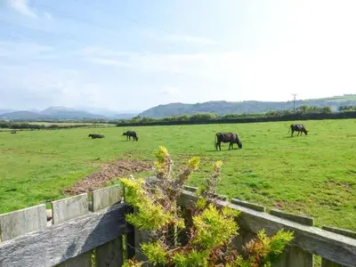 a group of horses grazing in a field at Muncaster View in Drigg