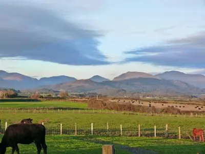 a group of cows grazing in a field with mountains in the background at Gable View in Drigg